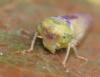 321344 – Photo : Denis Poirier – France (74)